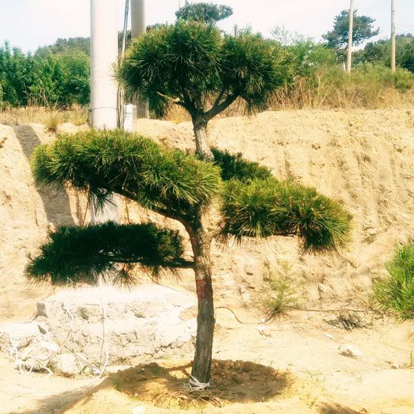 養(yǎng)好松樹(shù)盆景，注意這三點(diǎn)